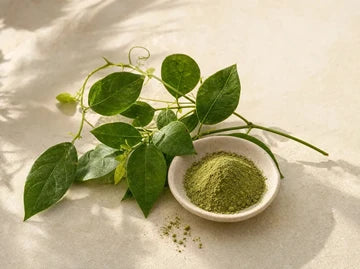 Gurmar (Gymnema sylvestre)